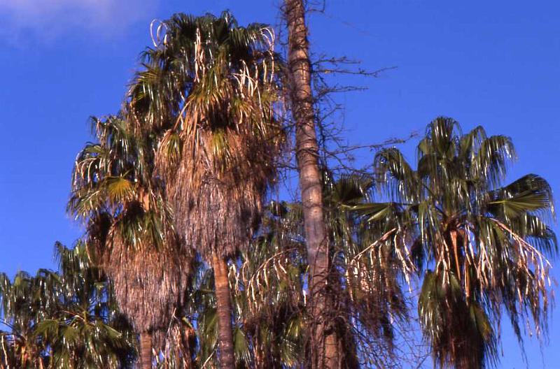 227-Palermo,Orto botanico,6 gennaio 2008.jpg